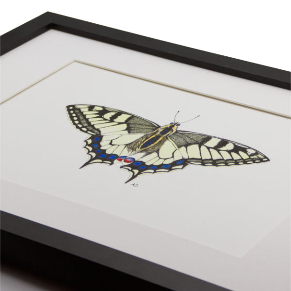 Swallowtail Butterfly illustration watercolour and ink