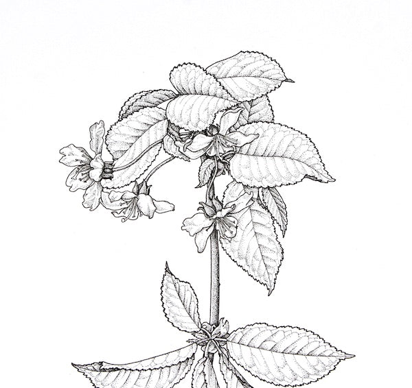 Wild Cherry Blossom Ink Illustration