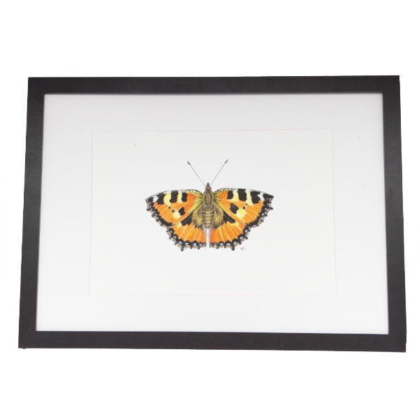 Tortoiseshell butterfly watercolour and ink illustration