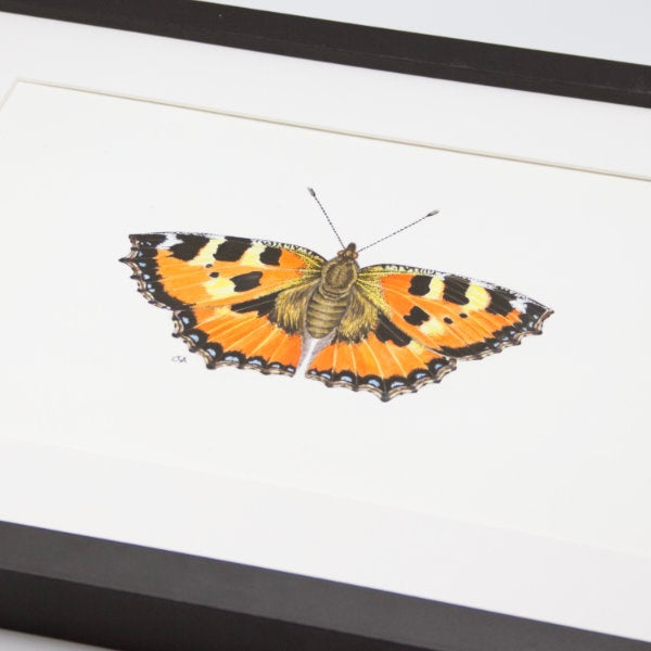 Tortoiseshell butterfly watercolour and ink illustration