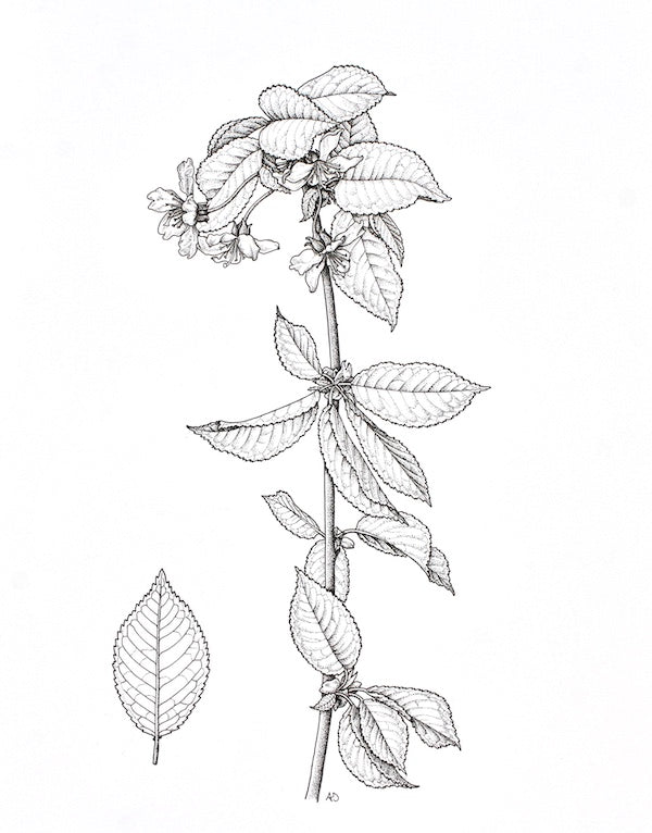 Wild Cherry Blossom Ink Illustration